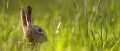 Frohe Ostern!||||
